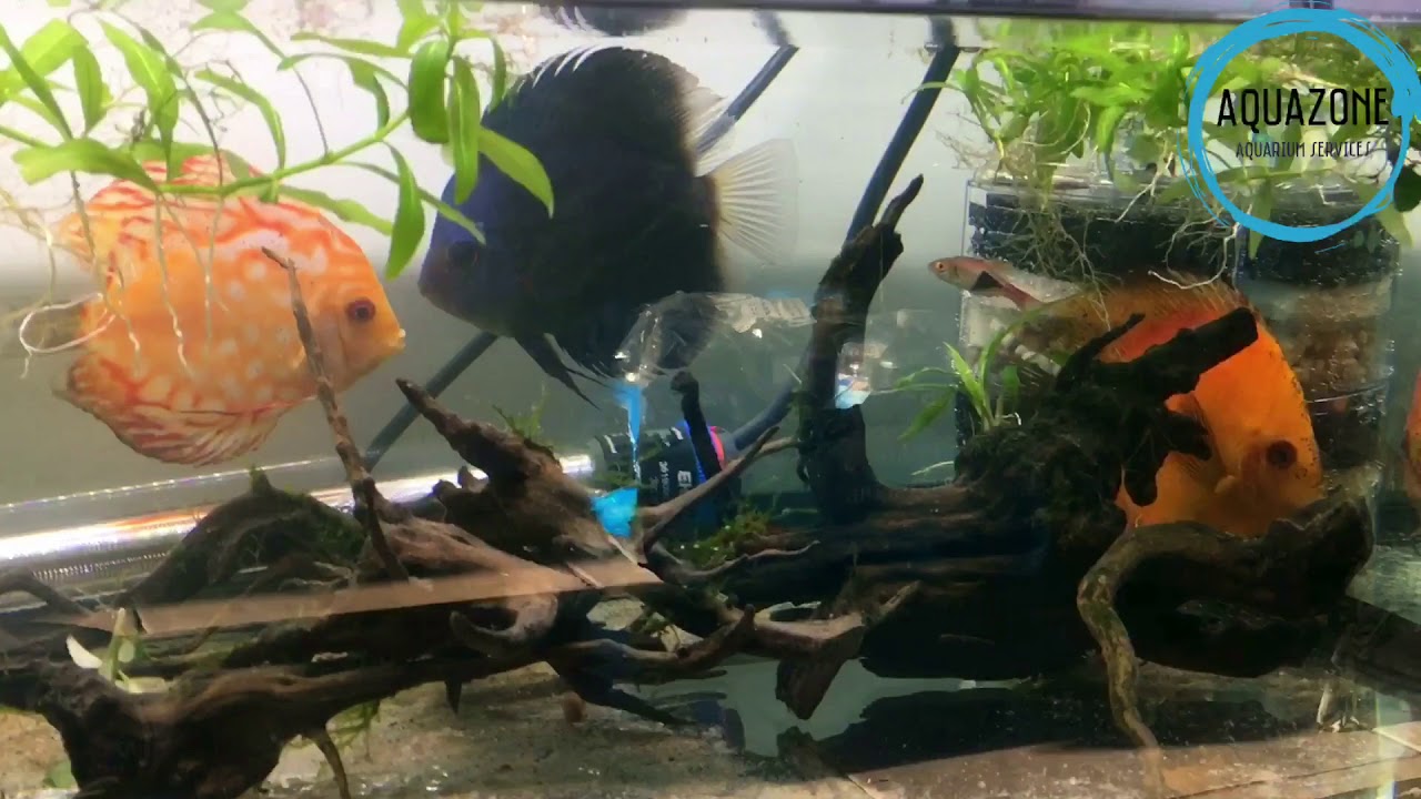 Discus Rescue Update Internal Parasite Treatment Plan