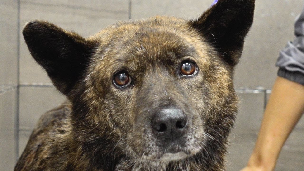 A dog named Happy. Enough Said.