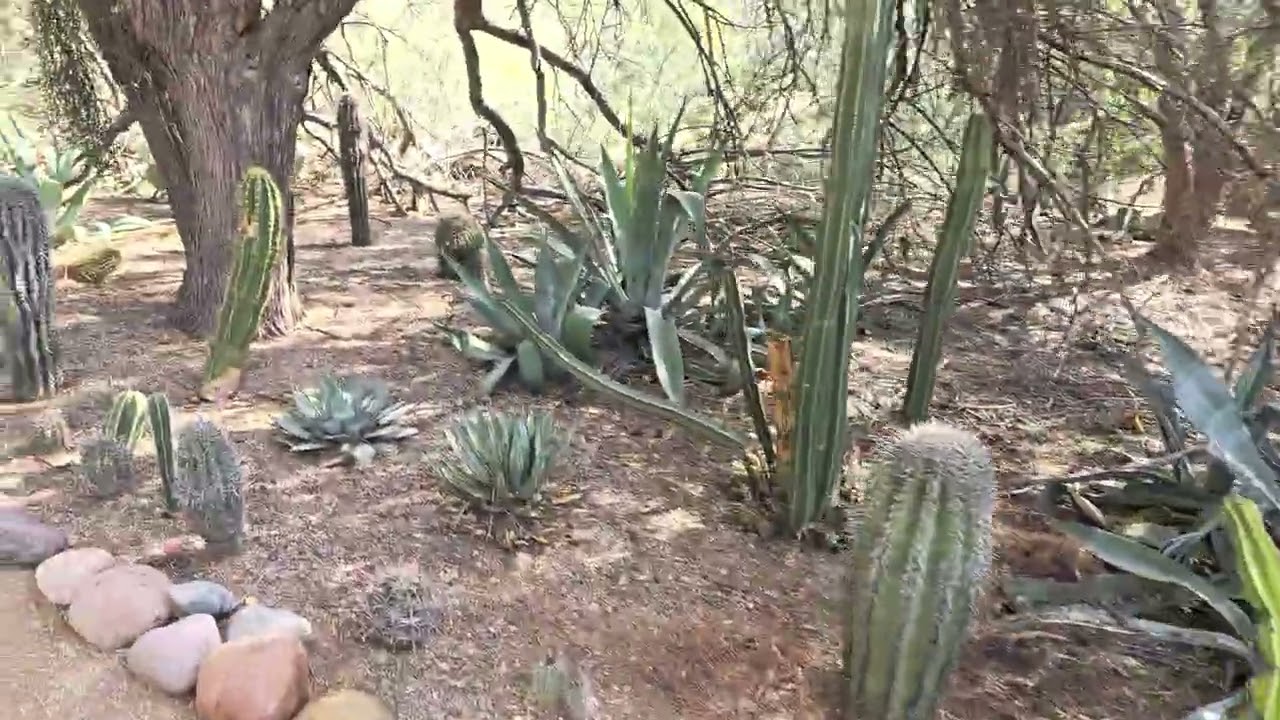 Driveway Cactus Garden