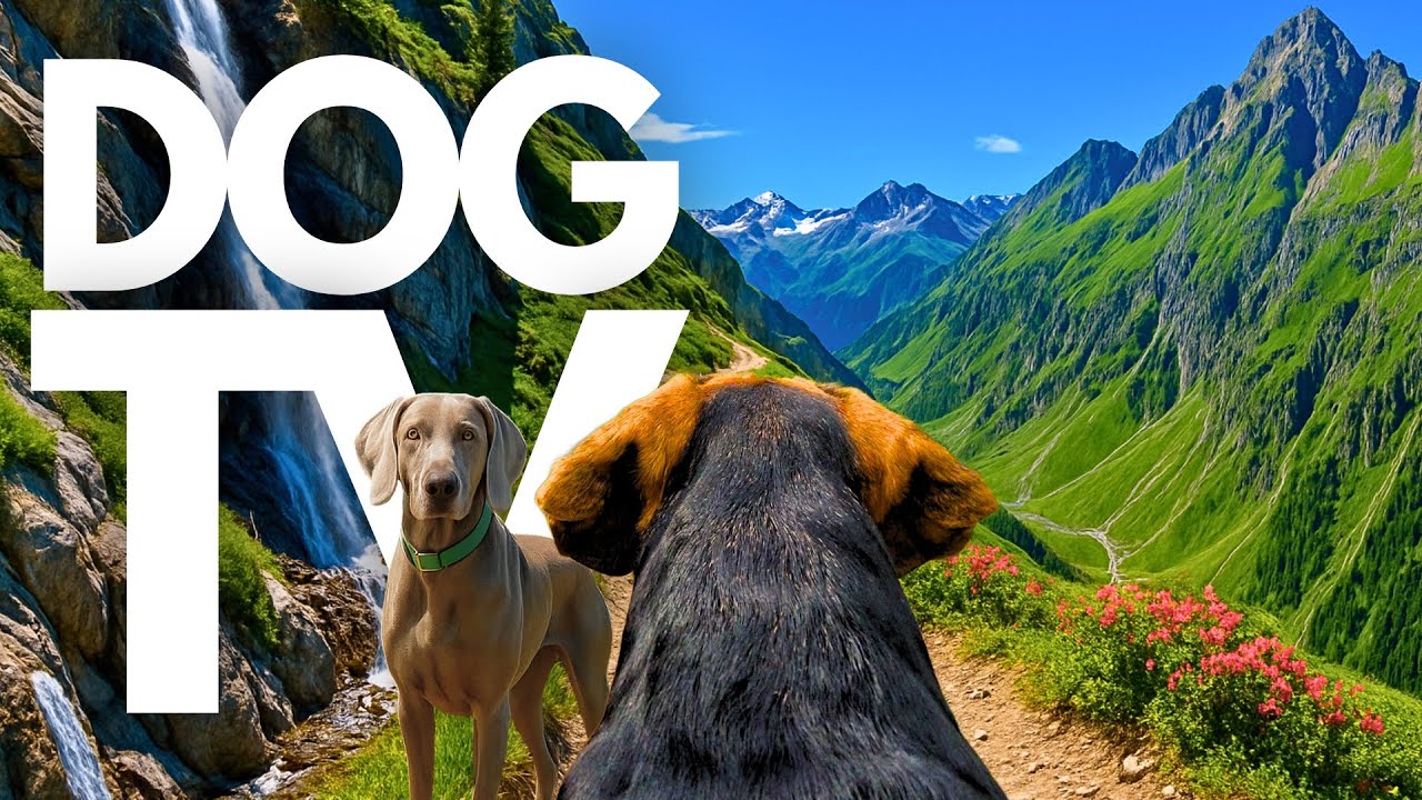 TheDogCam | 10hrs of Swiss Alps Virtual Dog Walks Along Mountain Paths 🐾🏔️ GoPro DogTV