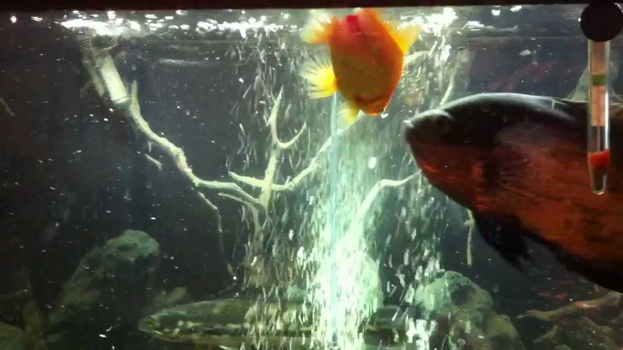 Oliver the giant snakehead attacks goldfish