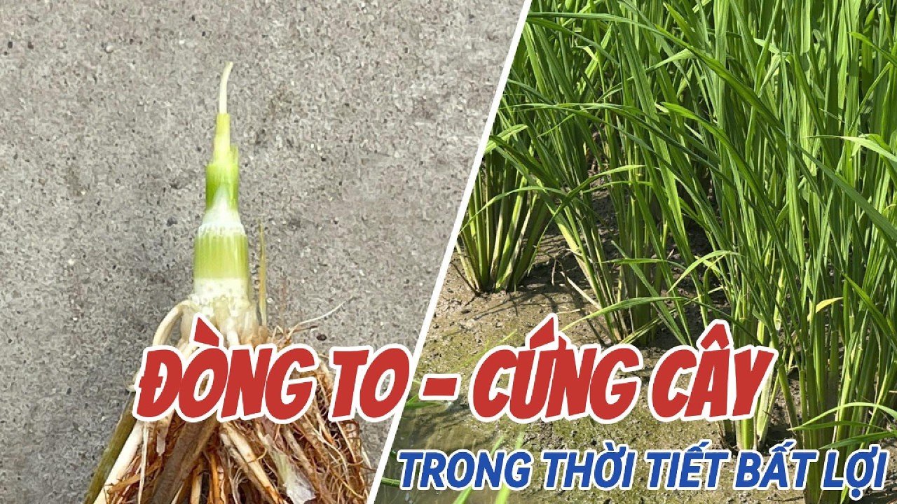 Đòng to cứng cây trong thời tiết bất lợi | Hai Lúa Vàng