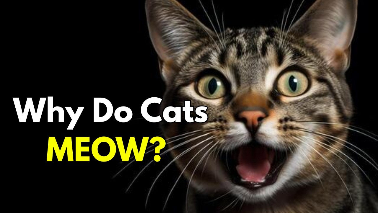 Why Do Cats Meow at You?