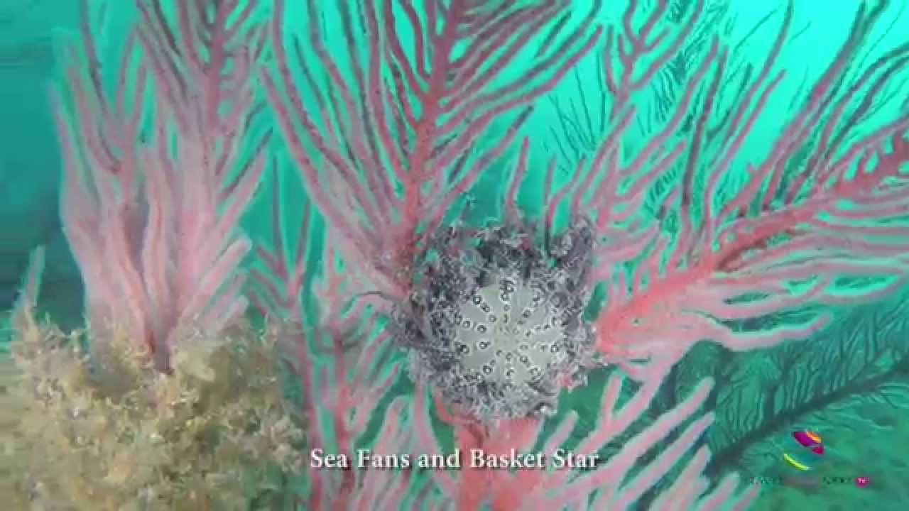 False Bay Kelp Forest