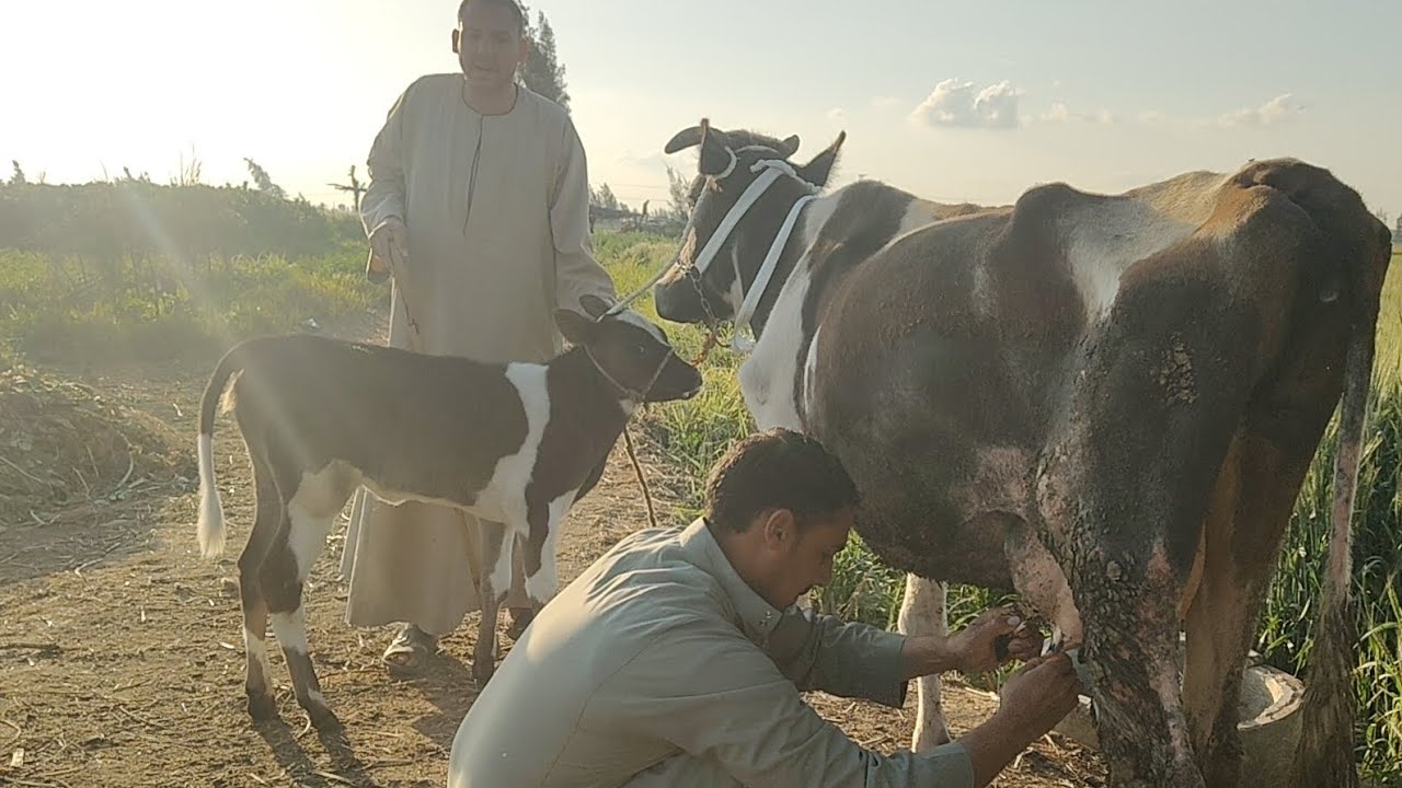 أنا بالاخص محدش يتحداني في البقر الوالد واللبن عشان عندي الاسعار تبدأ من 30000