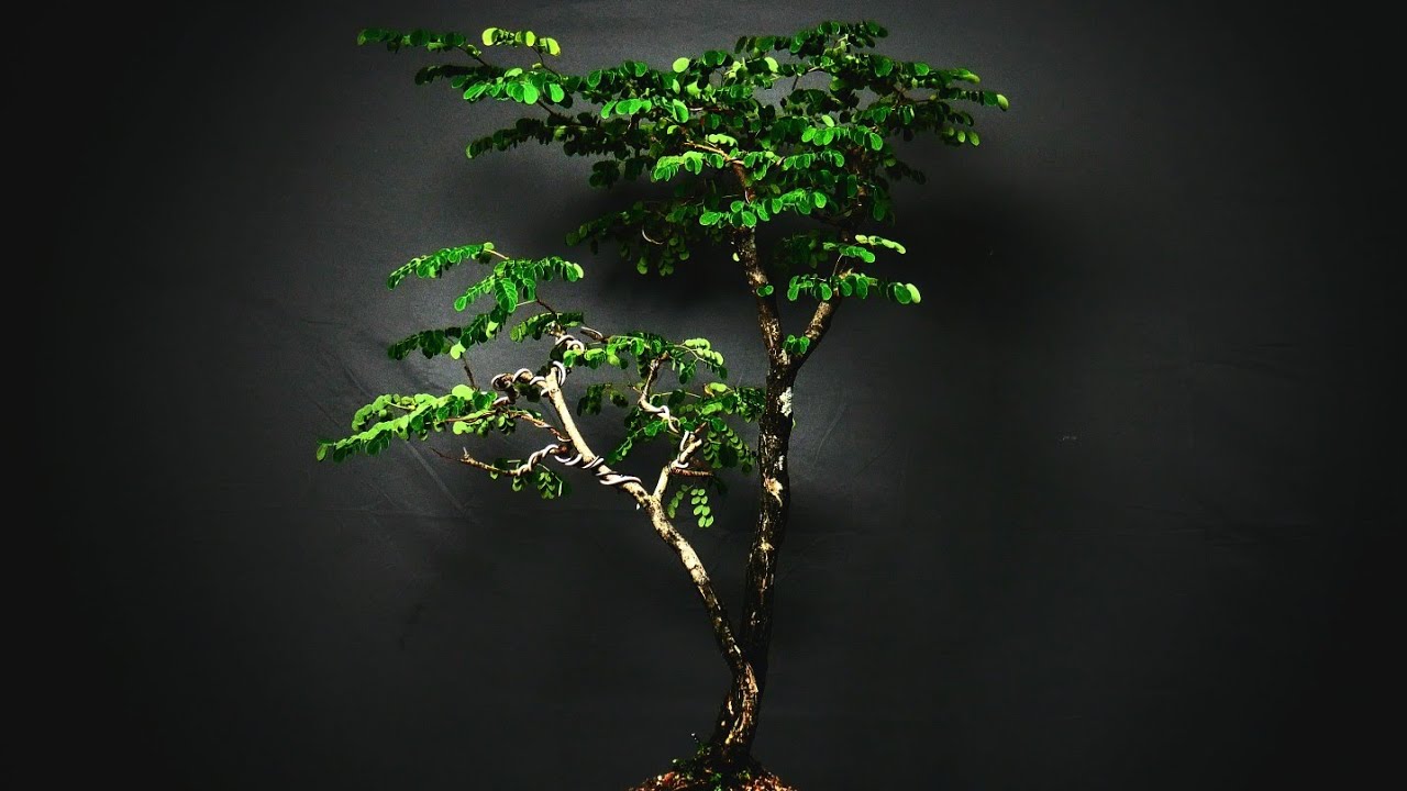 360 Display Series: Tropical Mahogany Update and Design Discussion
