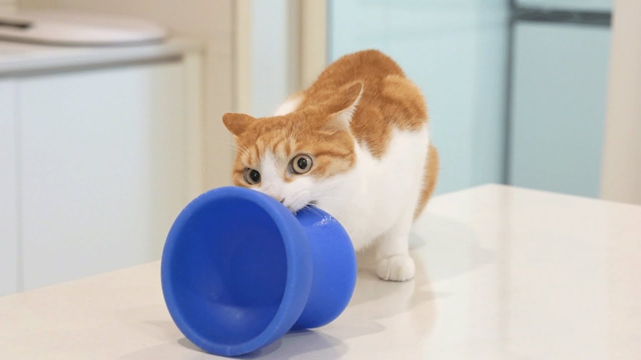 고양이 키워봤자 다 소용 없습니다...