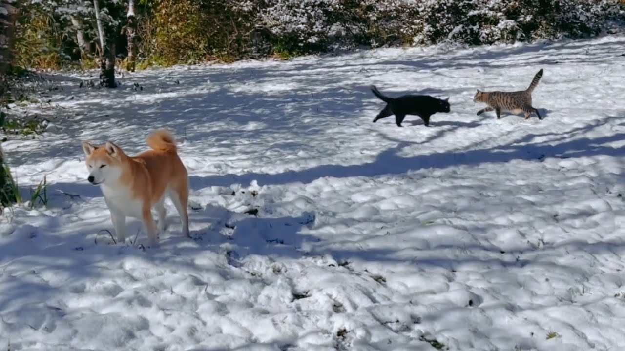 雪のお庭を大冒険　Walk in the snow garden