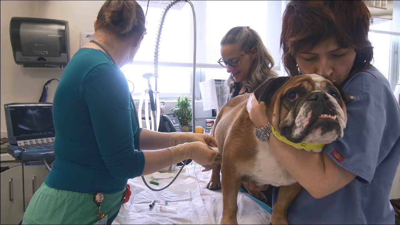 About NYC's Animal Medical Center