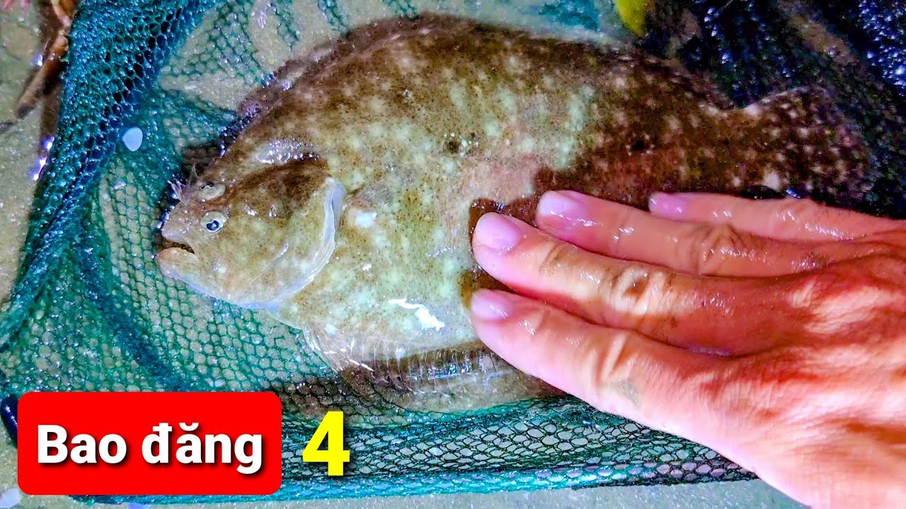 Bao đăng bắt cá khi triều xuống - Phần 4 - Bắt được cá cháo, cá chim, cá bơn và nhiều sinh vật biển