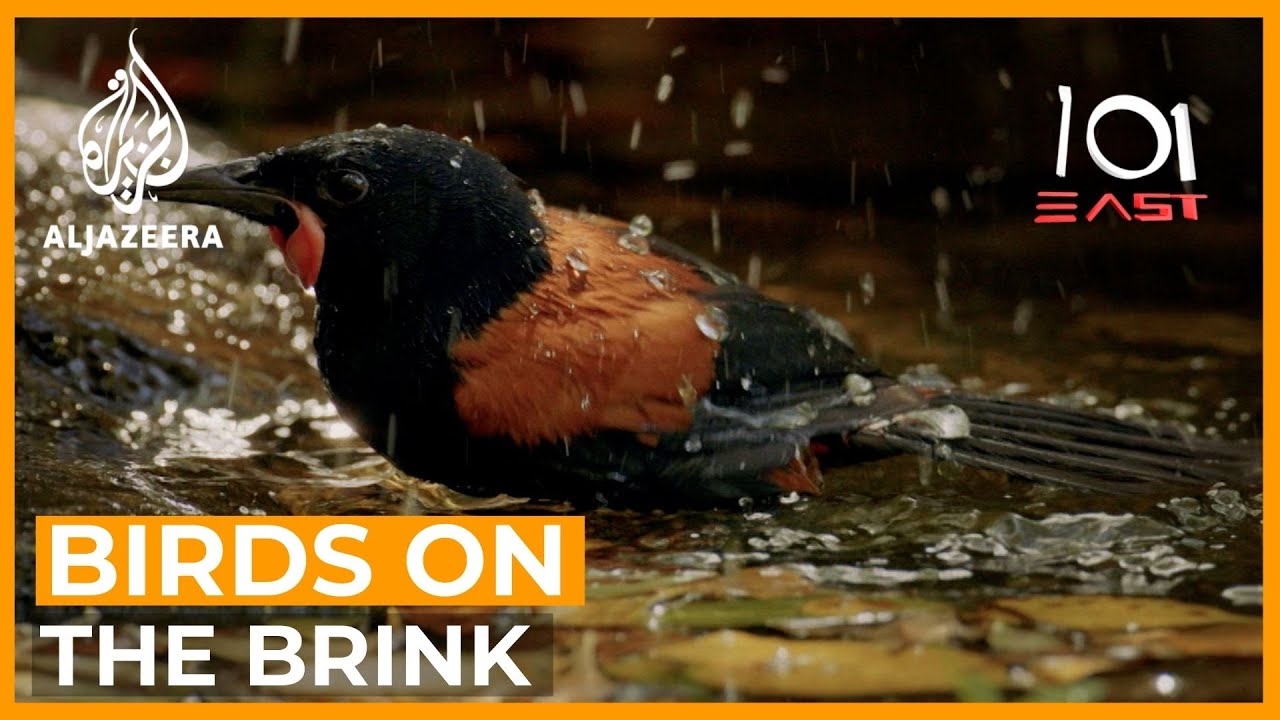 Can New Zealand save its birds from extinction? | 101 East Documentary
