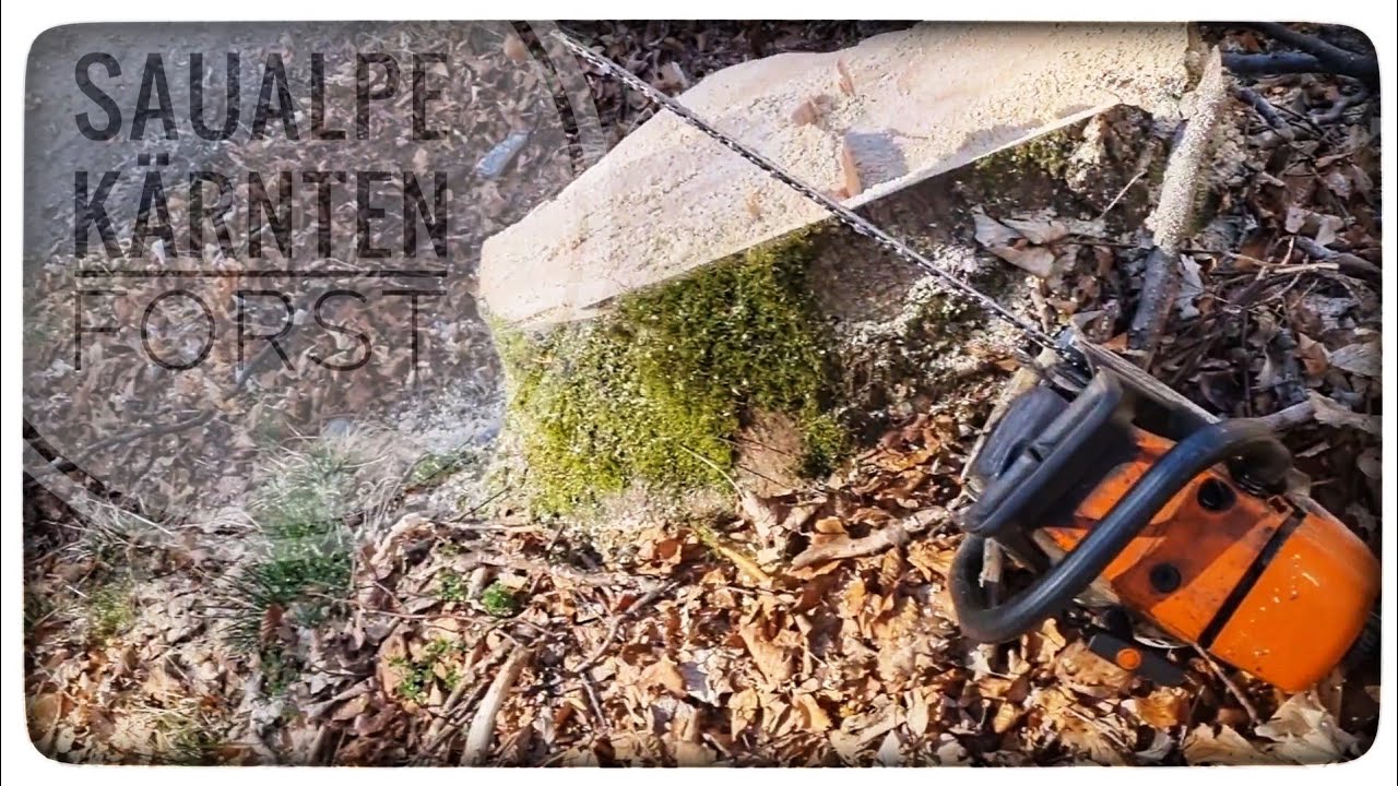 Stihl MS 361 🪚 im Forsteinsatz, Brennholz 🔥 und Kalamitätsholz 🪵