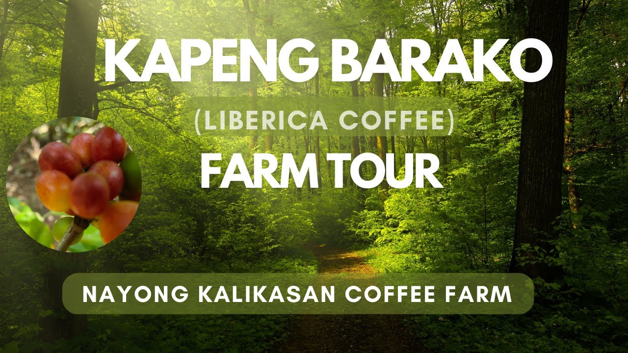 What is Kapeng Barako? Let's have a Farm tour at Nayong kalikasan coffee farm.