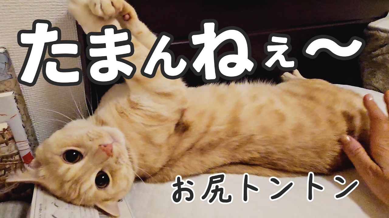 お尻トントンで完全に壊れる猫