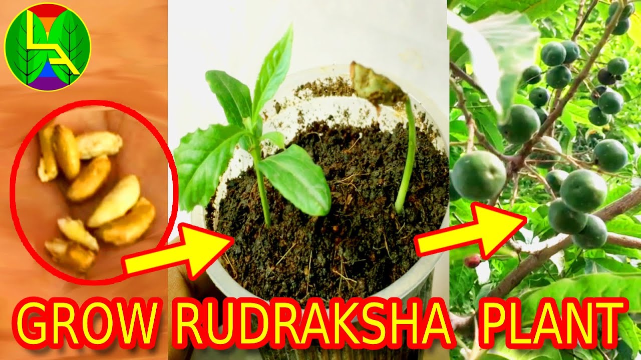 How to grow rudraksha plant from seeds at home?