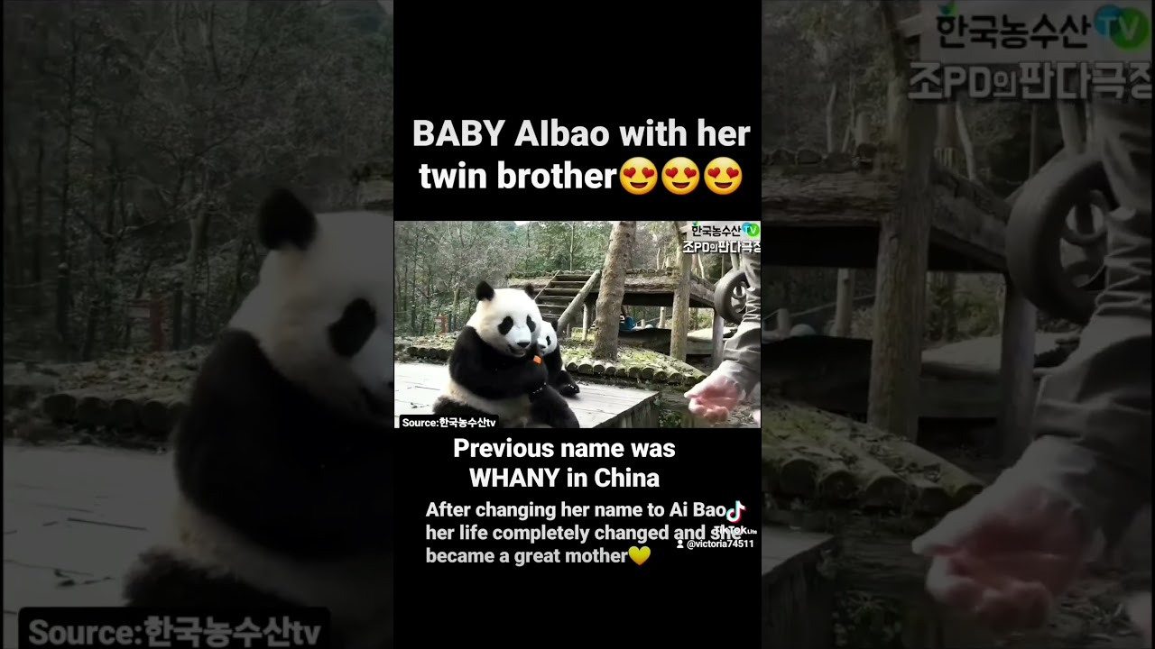 Baby Aibao with Classmate#baby #aibao #twins #panda #mellizas #jumelles#双子