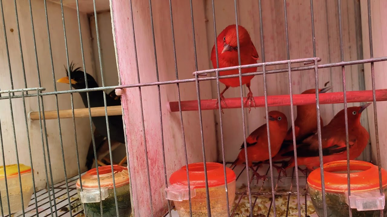 Exploring Vietnam's Bustling Bird Market