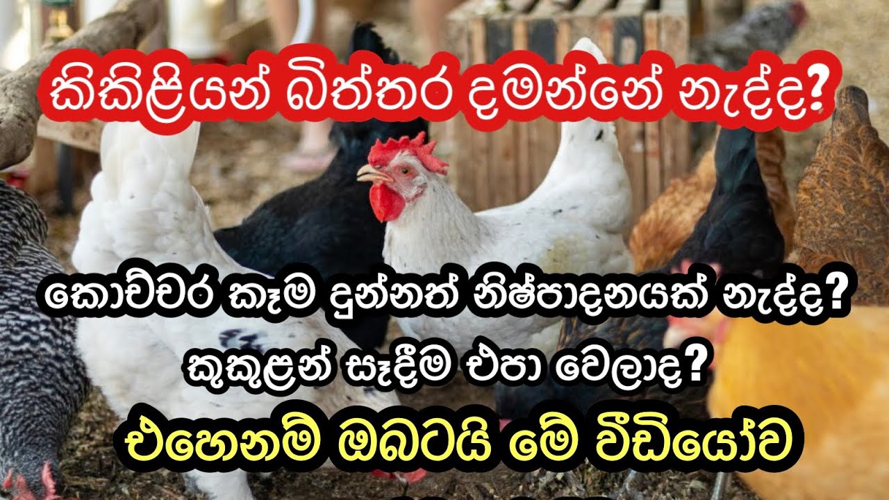 බිත්තර ගැටළුවට විසඳුමක්🥚/ඔබගේ ගොවිපල ඒකාකාරී බිත්තර නිෂ්පාදනයක් නොමැති ද? Bithara damn nadda /