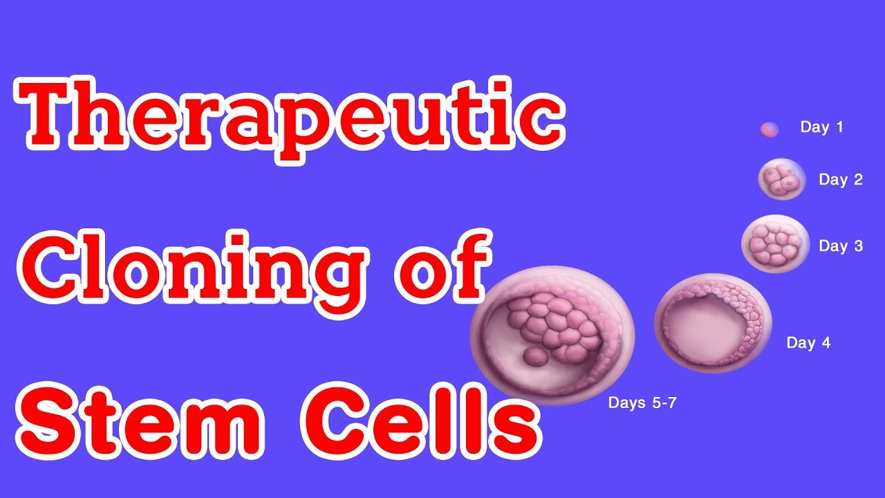 What is Somatic Cell Nuclear Transfer & therapeutic cloning of stem cells? - Dr. Mangala Devi KR