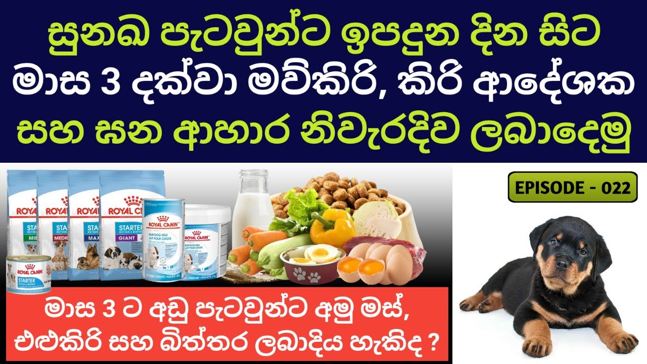 සුනඛ පැටවුන්ට ඉපදුන දින සිට මාස තුන දක්වා මව්කිරි, කිරි ආදේශක සහ ඝන ආහාර නිවැරදිව ලබා දෙමු | Sinhala