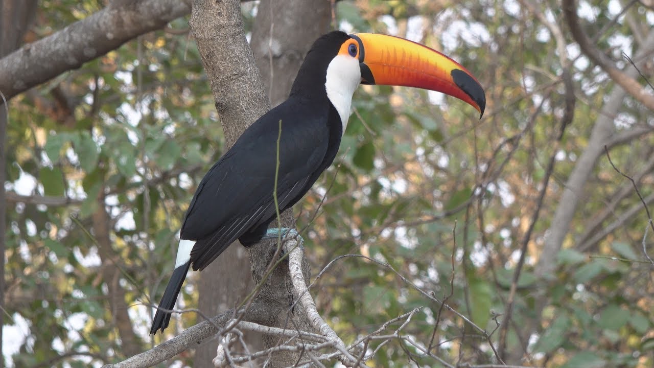 PANTANAL WILDLIFE - BRAZIL - PART 4 #brazil #pantanal #wildlife #birding #jaguars #iguazuwaterfalls