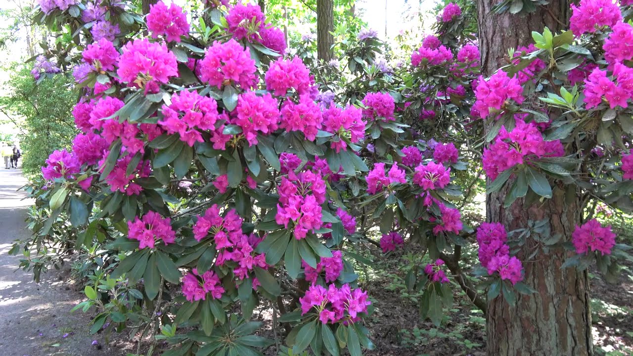 Питомник Рододендронов Бабите (Рига) - Rhododendron Breeding Nursery Babite (Riga) 2021