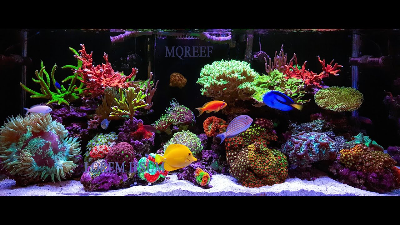 2 Hours Relaxing Music with Coral Reef