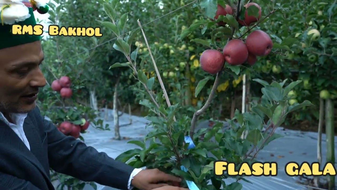 Big Bucks Gala (flash Gala) 2024 @RMS bakhol....