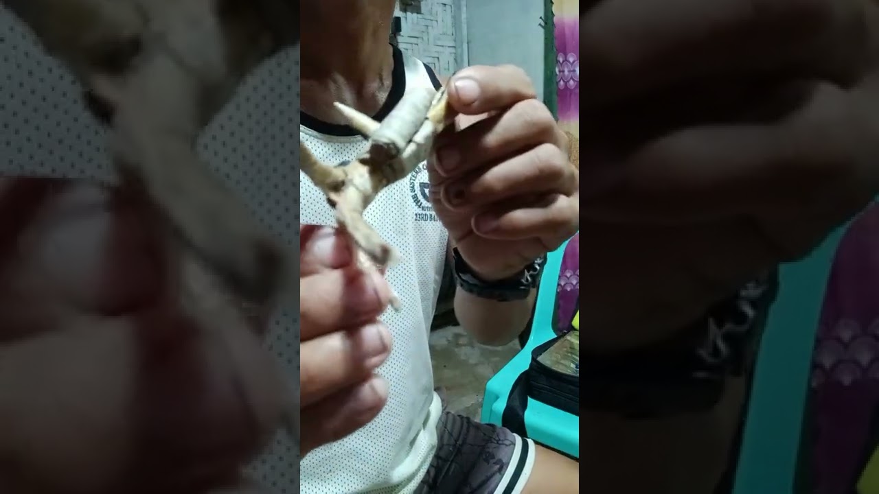 Pag Tali ng Tari