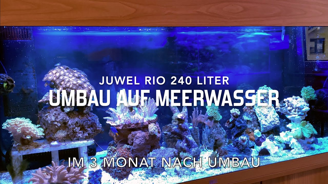 Juwel Aquarium Umbau auf Meerwasser - Besser als erwartet! - Bioflow Filter - Juwel & Fluval LED