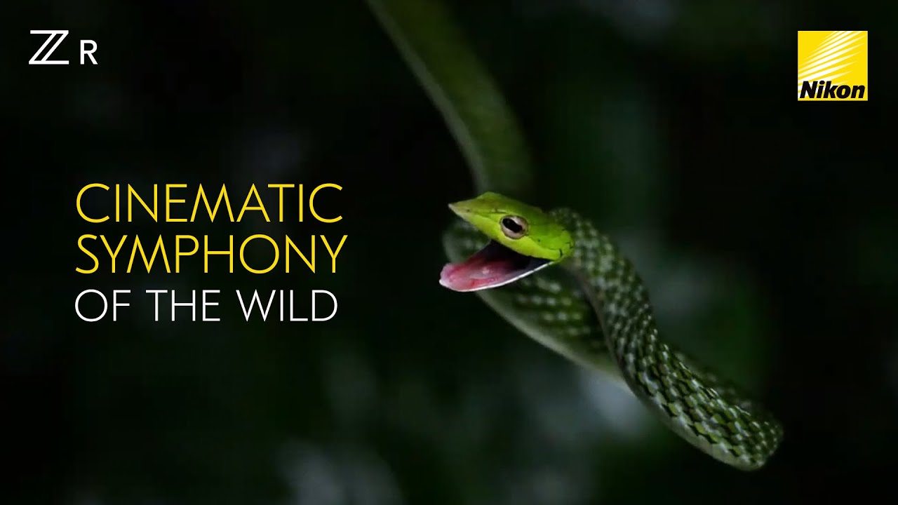 Born Cinematic: Nikon ZR Wildlife Film by Faisal Magnet