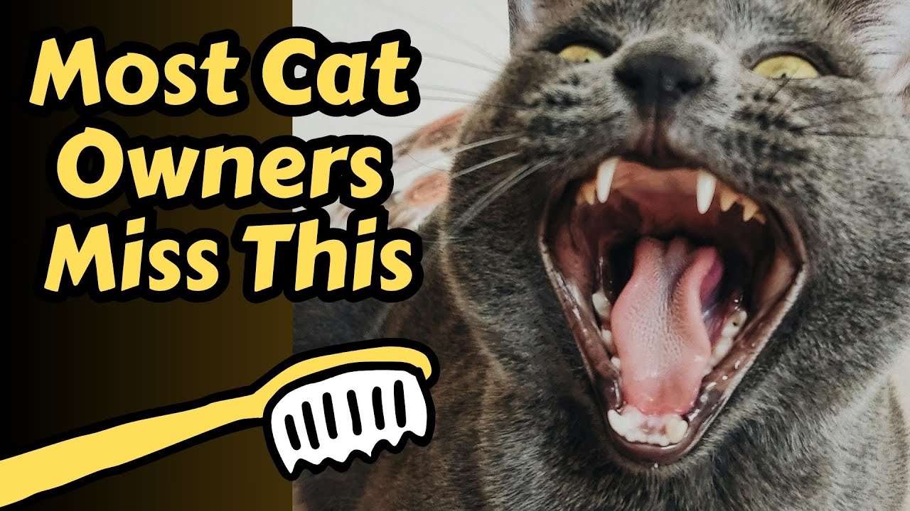 Cat Dental Disease: The Warning Signs Most Owners Miss