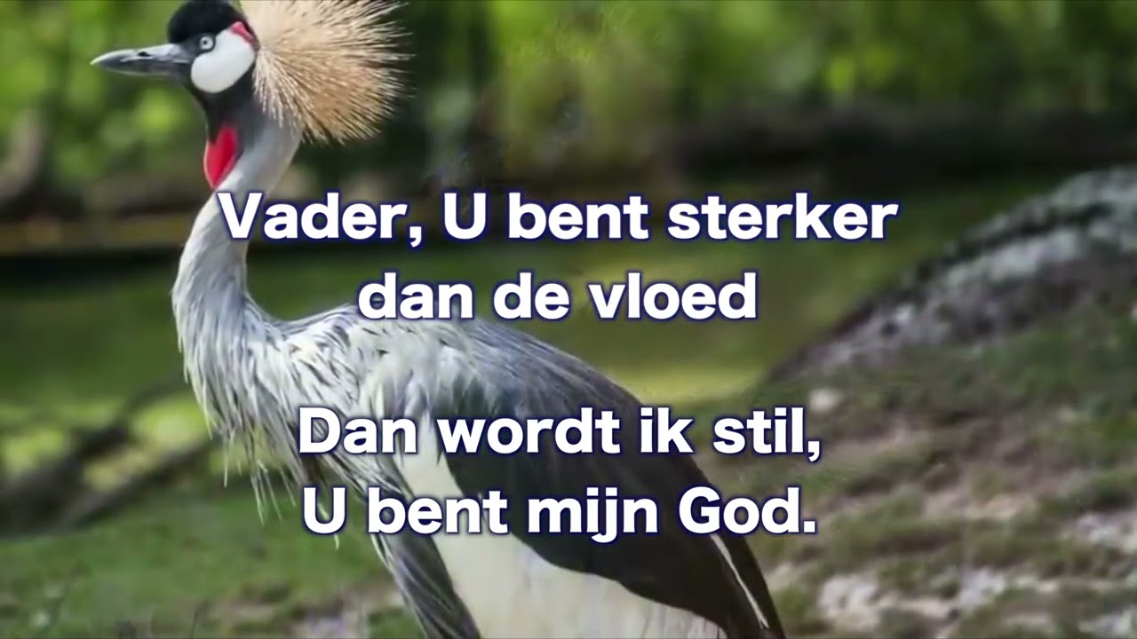 OPwekking 695 Verberg mij nu onder uw vleugels