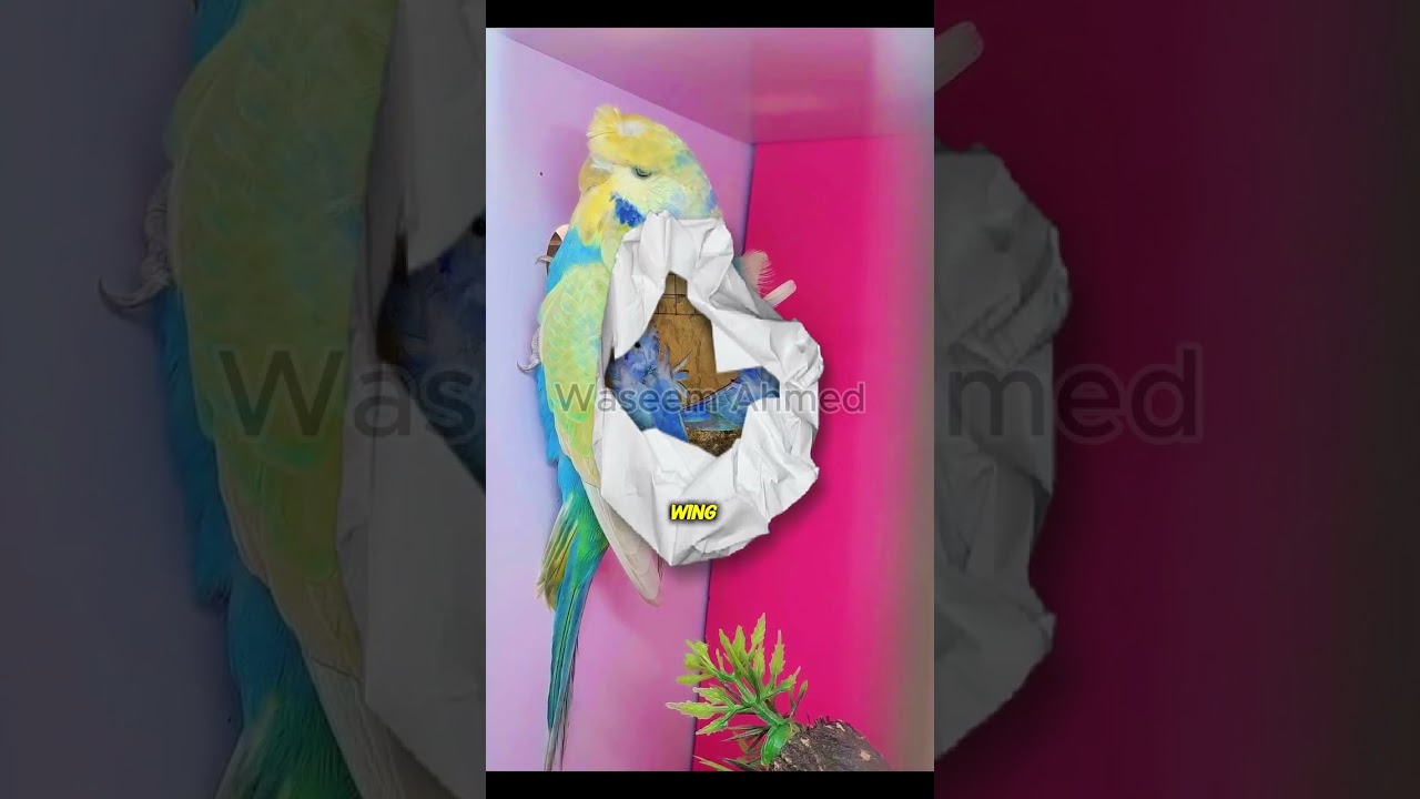 Rainbow budgies . How to breed rainbow budgies . Rare budgies😊