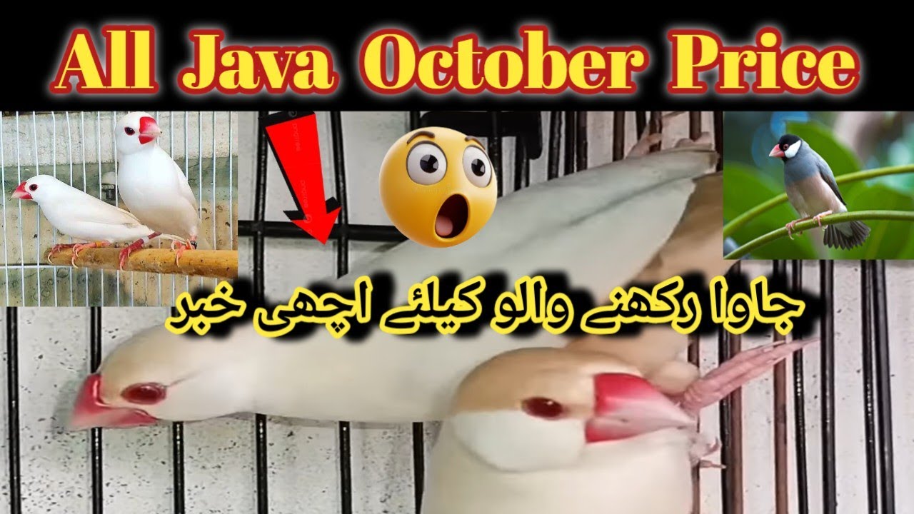 Новый прайс-лист Java Sparrow на октябрь l Обновление новых цен на птиц Java l V No 365 Sur Birds...