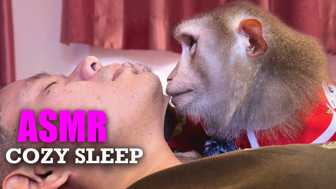 Sleepy Monkey ASMR (No Talking) | Gentle Night Grooming for Deep Sleep Tingles