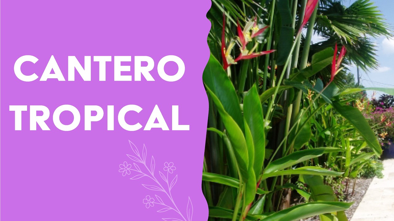 JARDIN ESTILO O LOOK TROPICAL