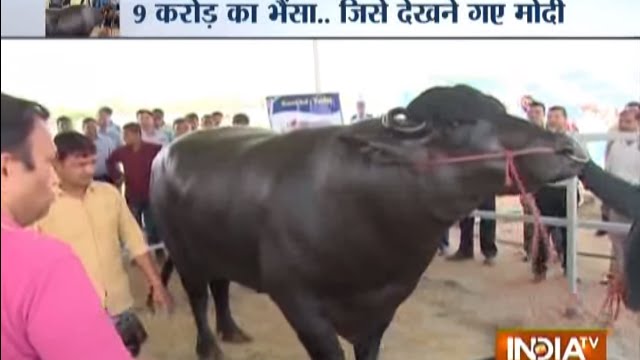 The Murrah Buffalo: Shocking Diet of Buffalo Worth Rs 9 Crore
