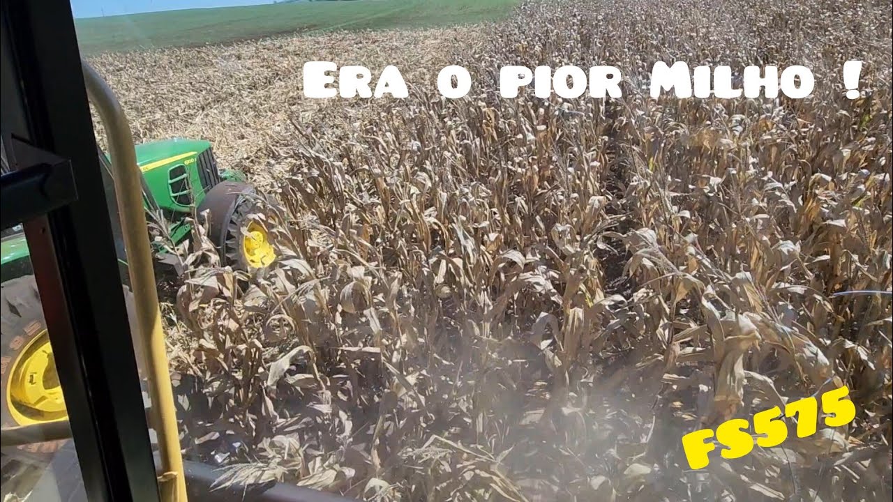 Milho FS575 vai fazer Milagre 🙌