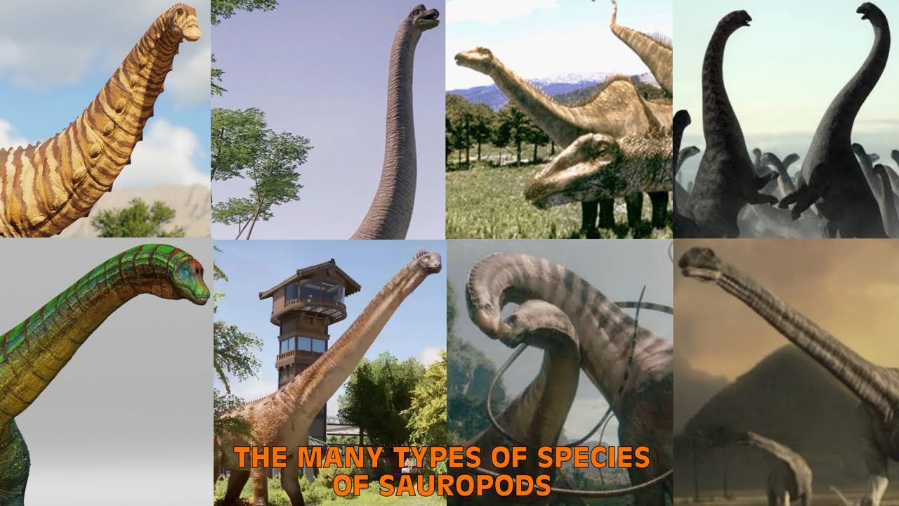 The Many Types Of Species Of Sauropods