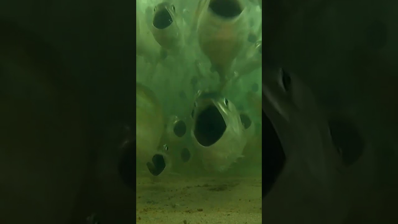 Filter Feeding Menhaden! #shorts