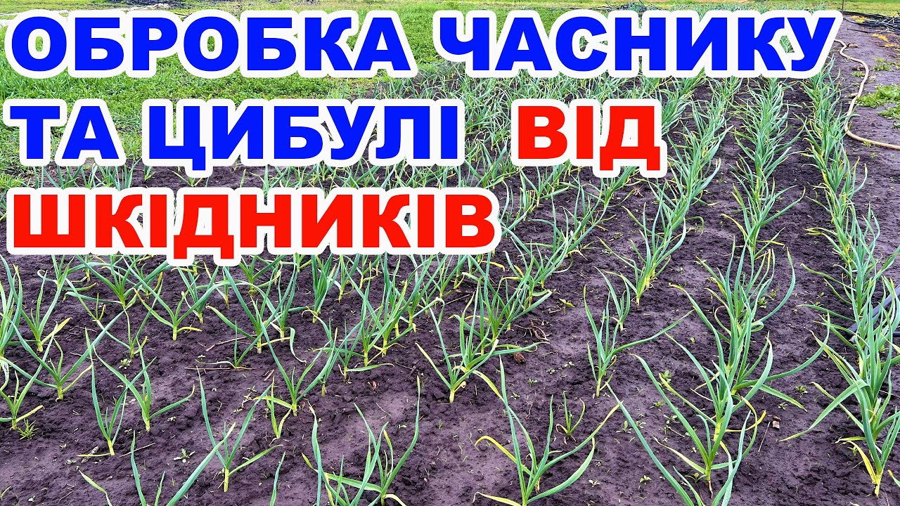 Захист часнику та цибулі від хвороб і шкідників