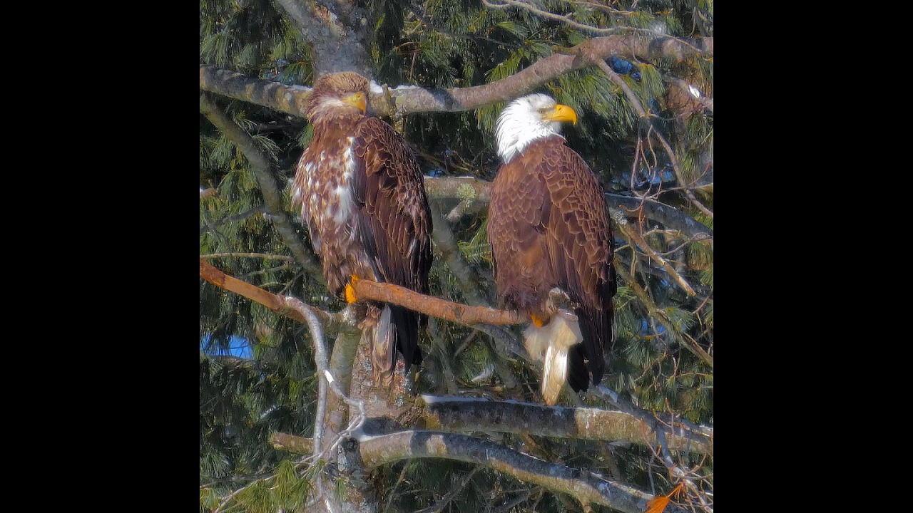 Bald Eagles in Winter – Strength Without Movement