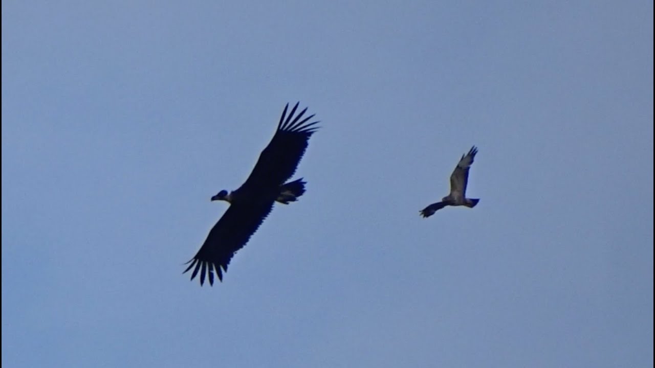 Sitting and flying Cinereous Vulture - Monniksgier