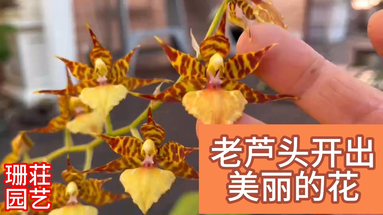2月19日 1老芦头开出美丽的花