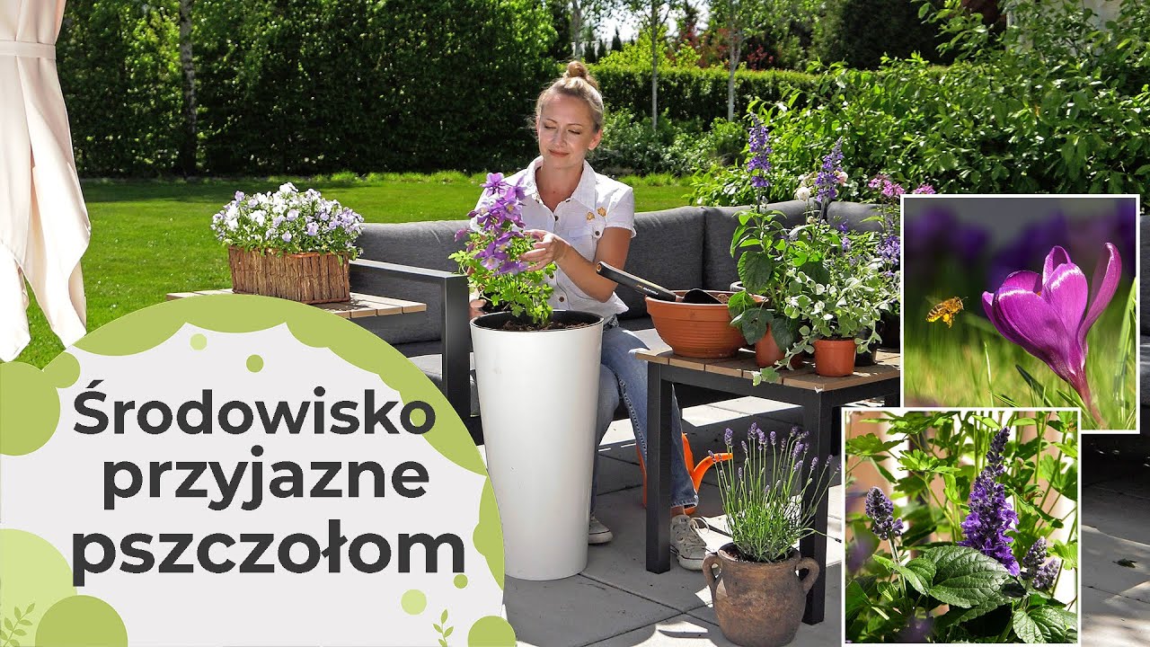 Piękne kompozycje na balkon i taras które przyciągają pszczoły. Rośliny przyjazne pszczołom