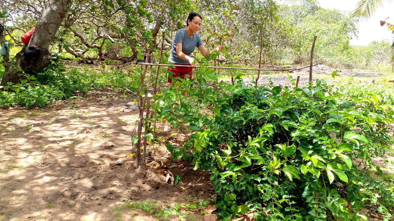 Minha manhã, cuidando das plantas/coloquei farinha de osso nas rosas do deserto e nas frutíferas!