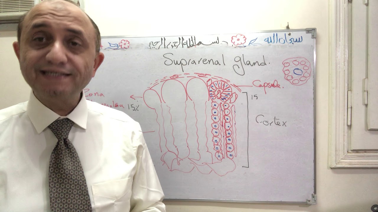 Endocrine- suprarenal gland