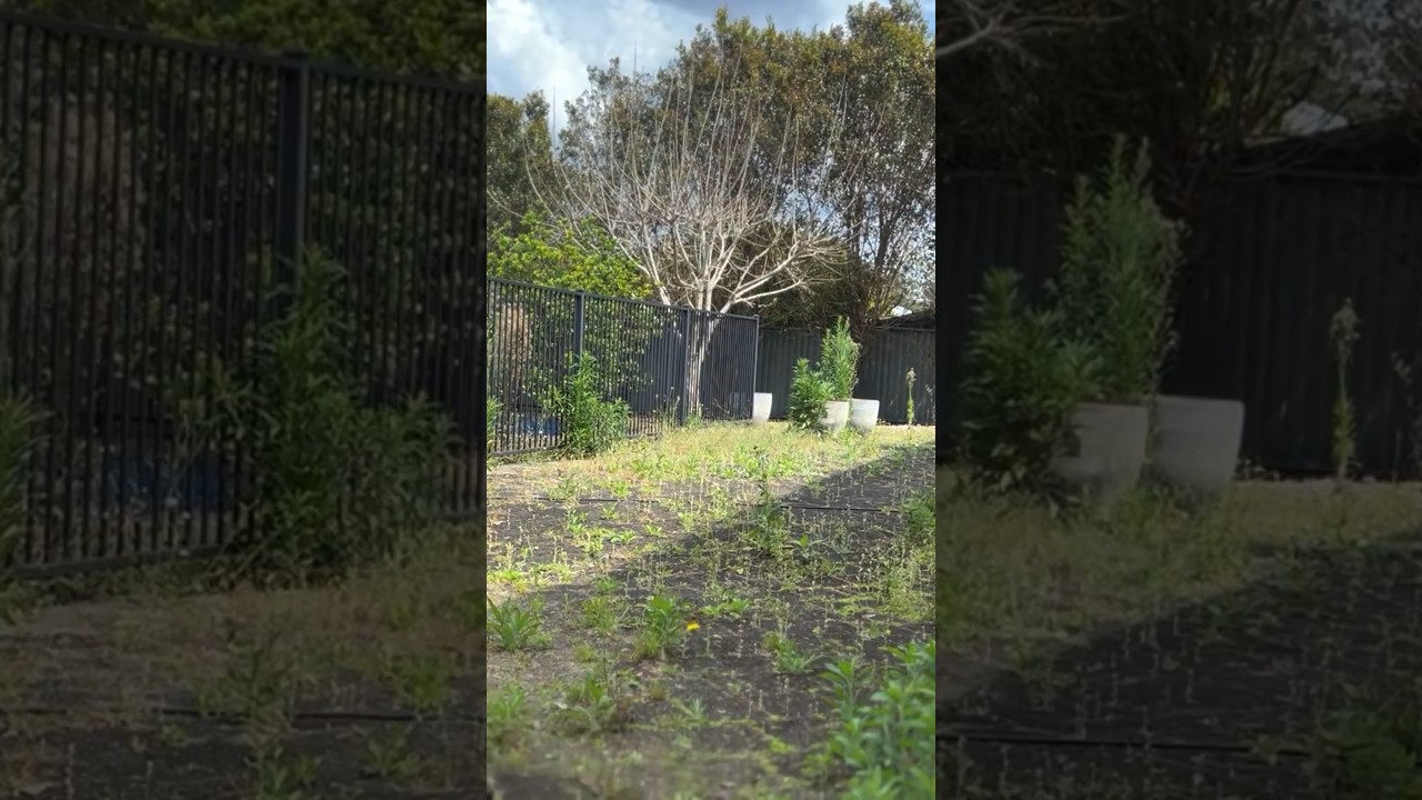 ASMR Video - Weed Slashing #satisfying #mikethegardenguy #asmr #dubai #weeding #foryou #diy