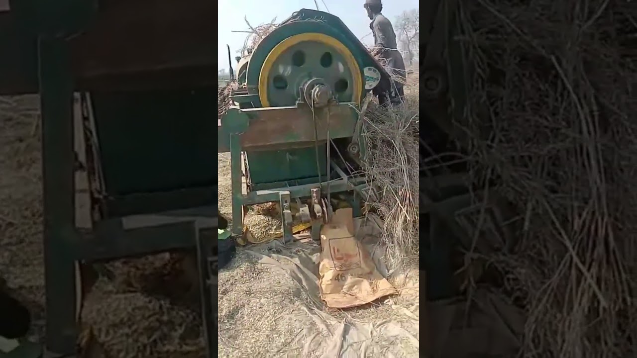 harvesting canola farming simulator 22 #kanola #villagelife